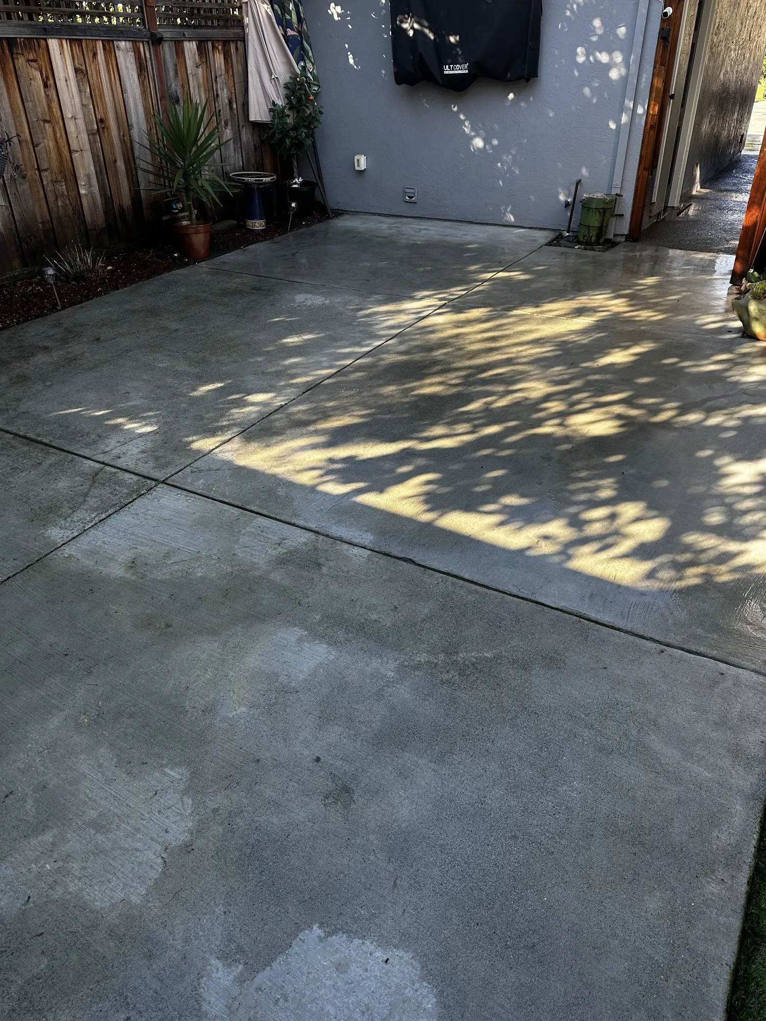 Algae on a back patio — after