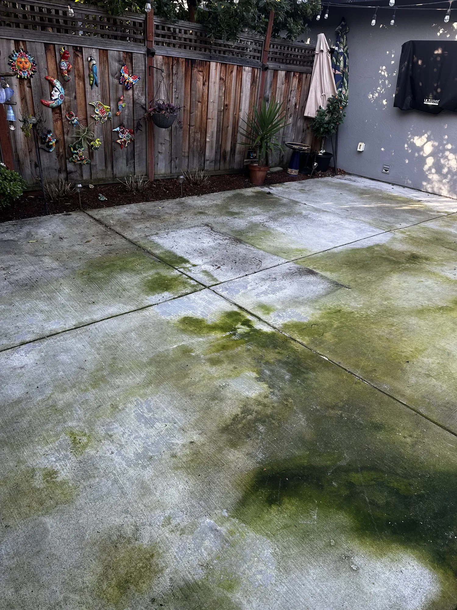 Algae on a back patio — before