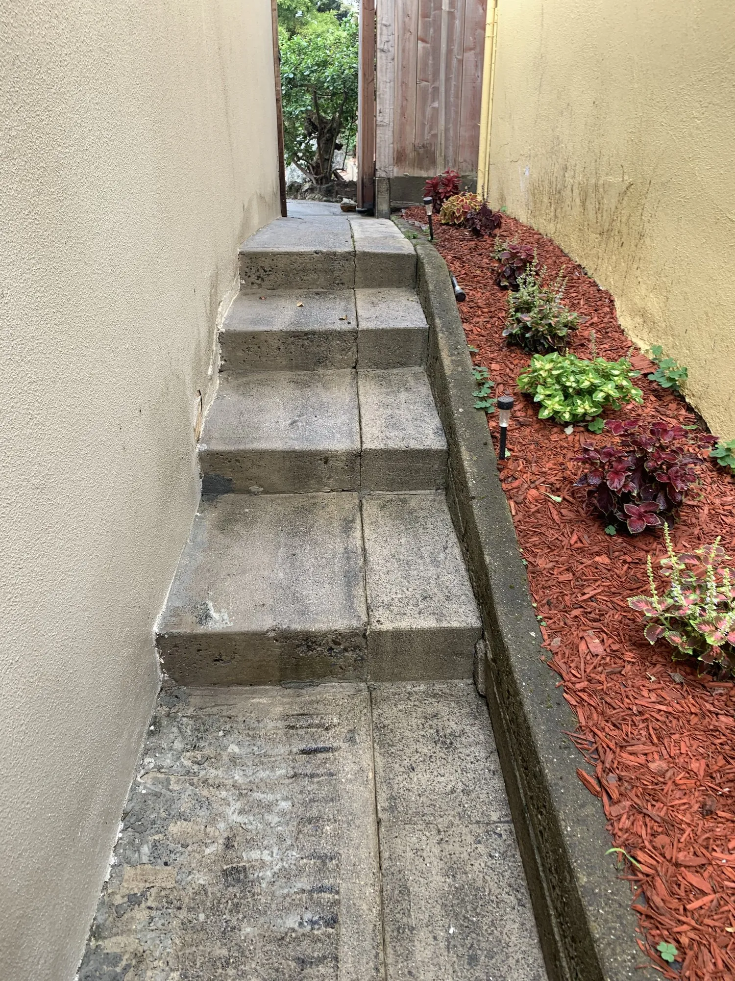 Moss on concrete steps — after