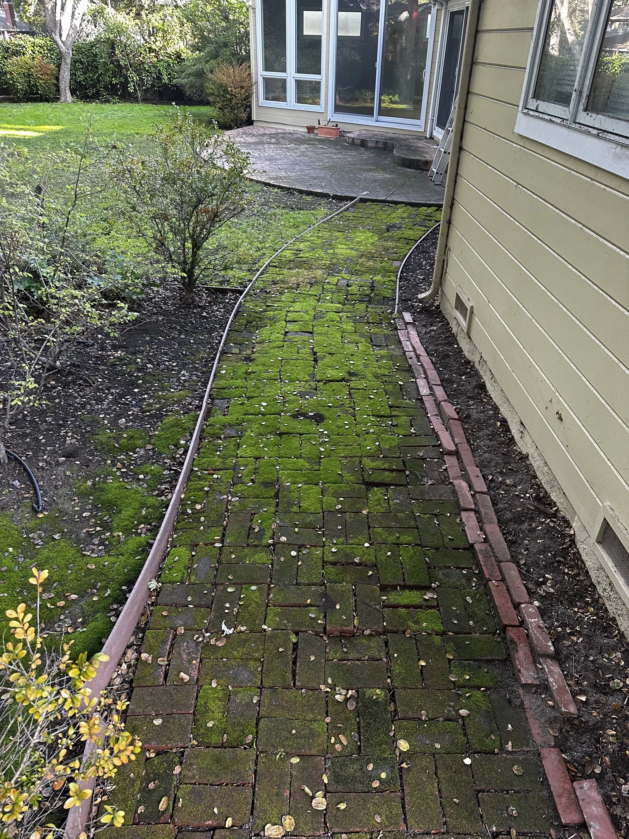 Mossy walkway